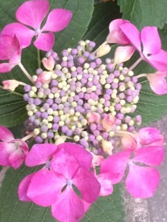 ピンクガクアジサイ2016