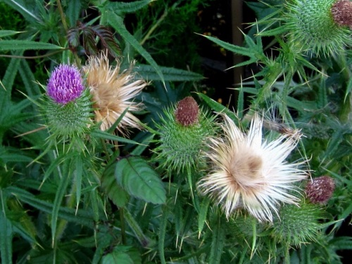 アメリカオニアザミの花 外来生物法で 要注意外来生物 に指定されています しろうと自然科学者の自然観察日記 楽天ブログ