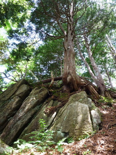 尾瀬　笠ケ岳201307078.jpg