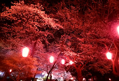 華蔵寺公園の夜桜が満開 Thunderbolt 楽天ブログ