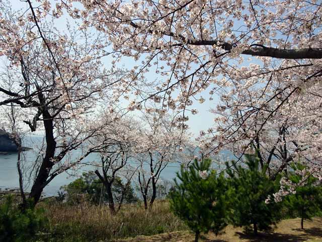 杵築・粟島公園　松と桜.JPG