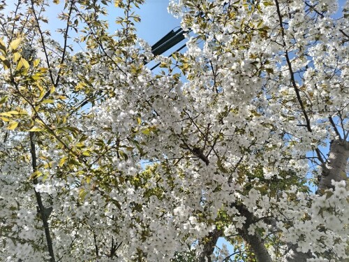 白い桜（名前分からず）満開2023.JPG