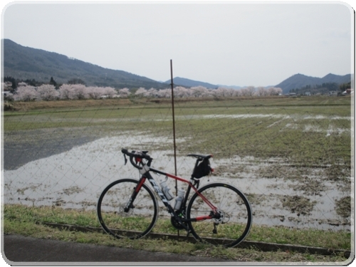 2749川土手の桜並木_2749.jpg