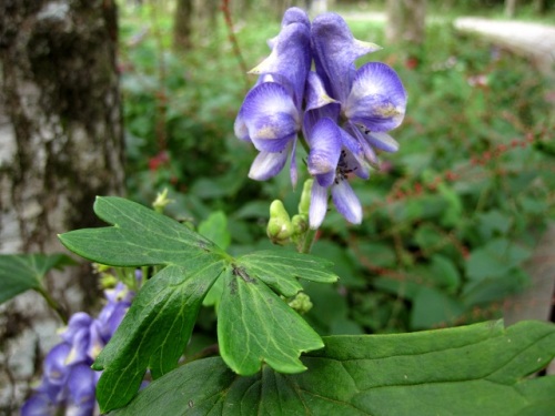 青紫色の花びらのように見える5枚の萼片があるヤマトリカブトの花 自然観察の振返り 23 キンポウゲ科の植物 第19回 しろうと自然科学者の自然観察日記 楽天ブログ