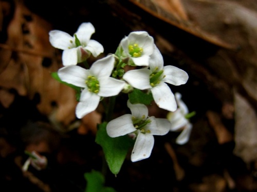 直径1センチほどの白い4弁花ユリワサビの花 春 3月末 の高尾山での自然観察 その22 しろうと自然科学者の自然観察日記 楽天ブログ