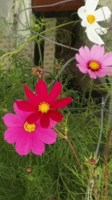 cosmos.jpg