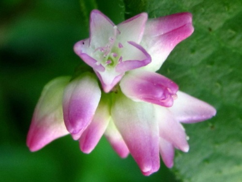 ママコノシリヌグイの花 秋の高尾山での自然観察 続き その23 しろうと自然科学者の自然観察日記 楽天ブログ