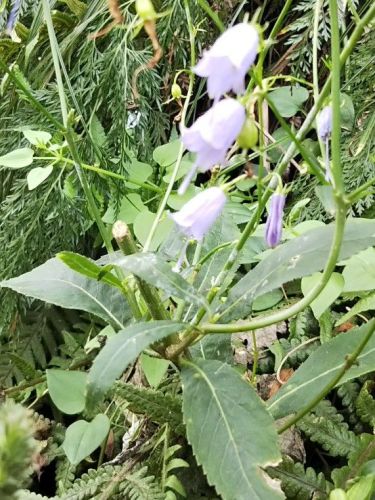 ツリガネニンジン2018_縦