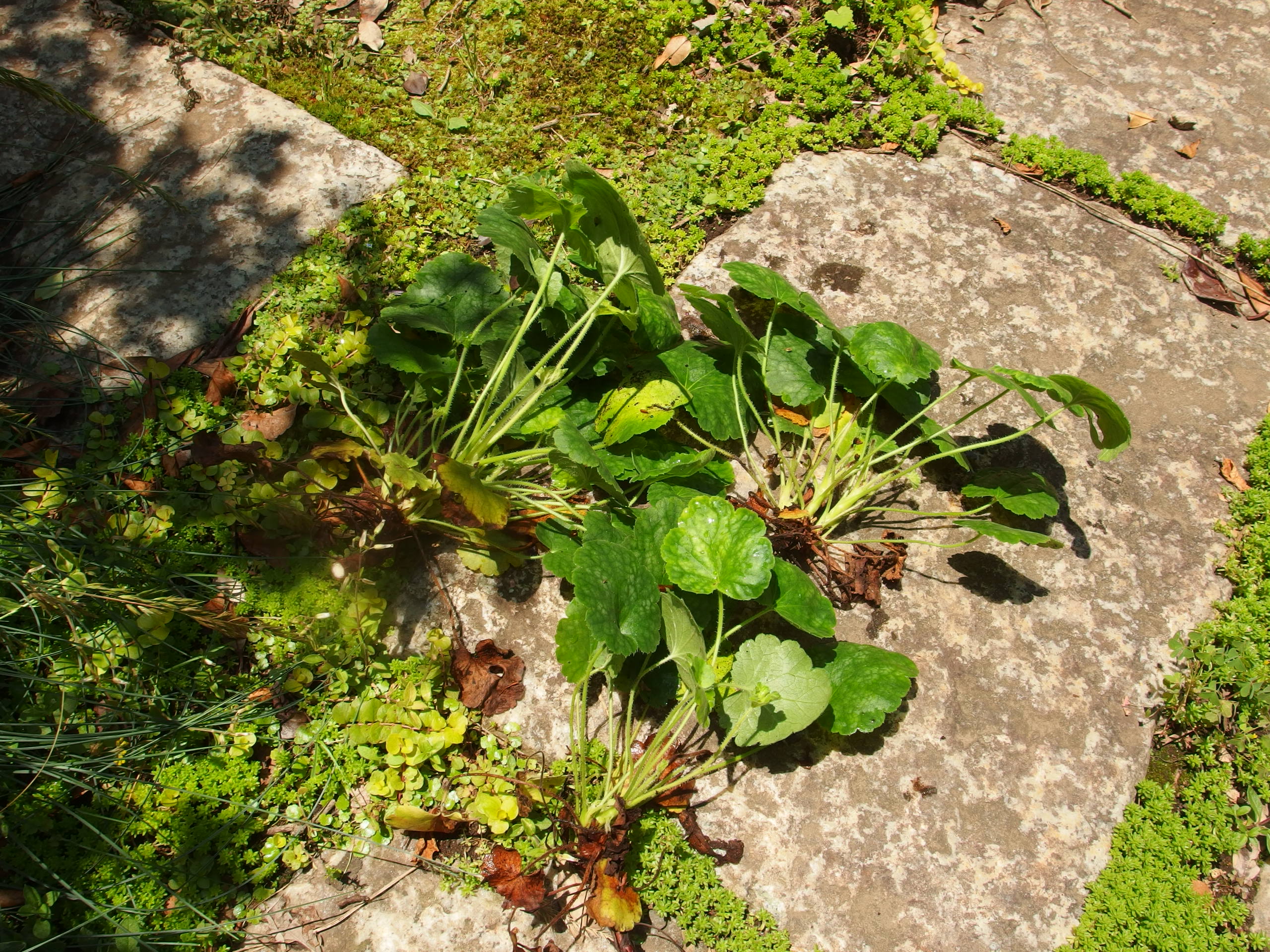 2015-06-24 10.51.58.jpg