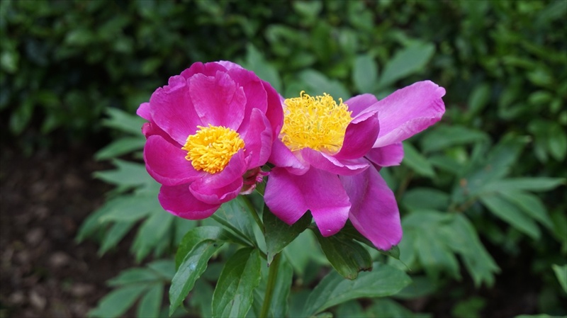 20150525 11151701.JPG