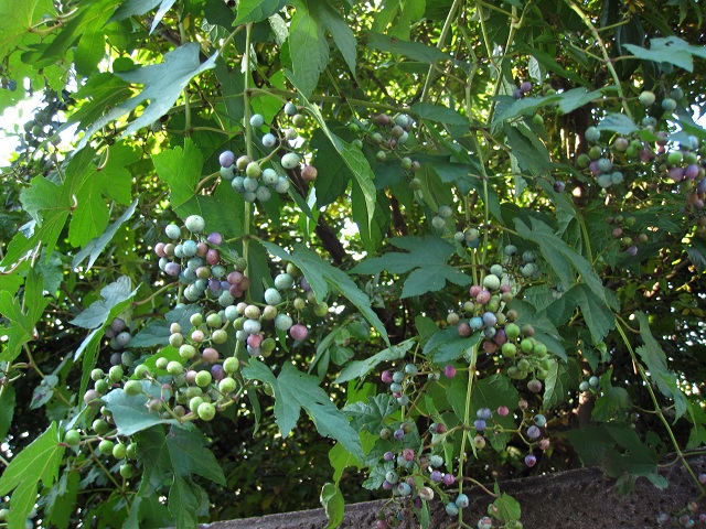 003キレハノブドウ2012.10.15-1.JPG