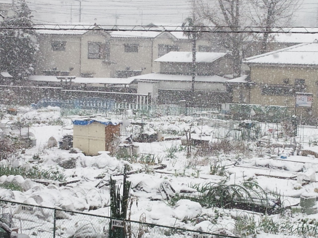 久しぶりの雪景色