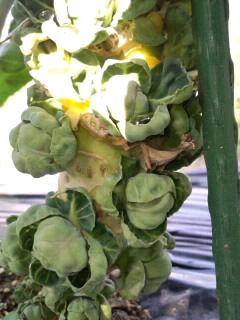 芽キャベツのなり方2018