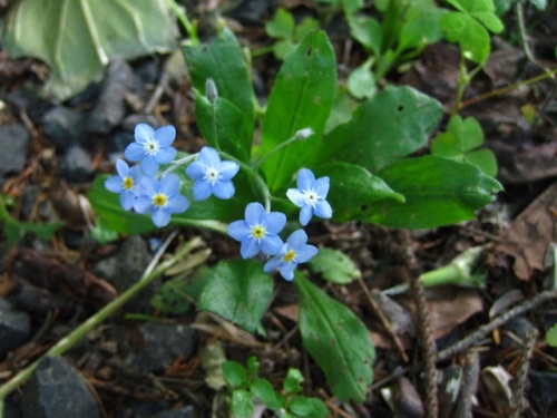 エゾムラサキの花 キュウリグサやワスレナグサによく似ています 北海道で出合った植物 その4 しろうと自然科学者の自然観察日記 楽天ブログ