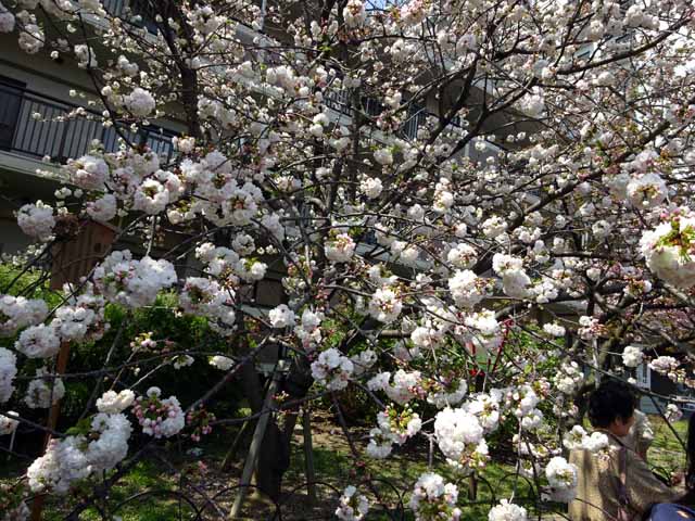 造幣局通り抜け (56).JPG