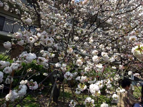 造幣局通り抜け (56).JPG