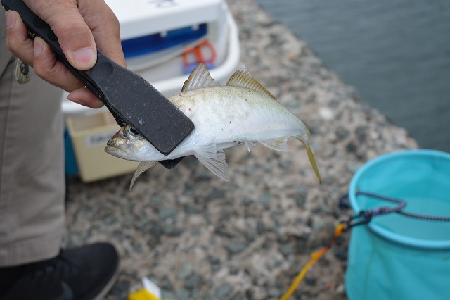 showPhoto (640×426)