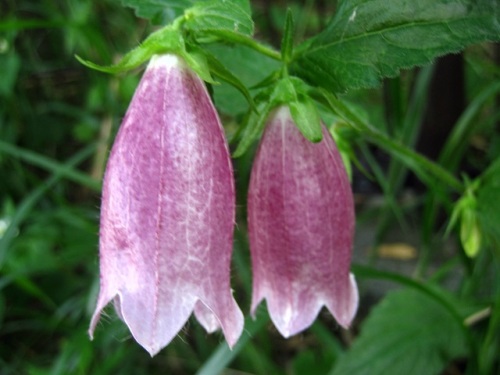 萼の裂片の間の付属片が上にそり返っているホタルブクロの花 随時掲載 6月の玉川上水緑道 しろうと自然科学者の自然観察日記 楽天ブログ