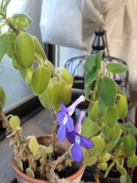 IMG_1364 (480x640).jpg