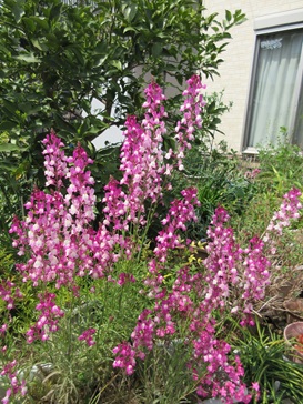 花.jpg