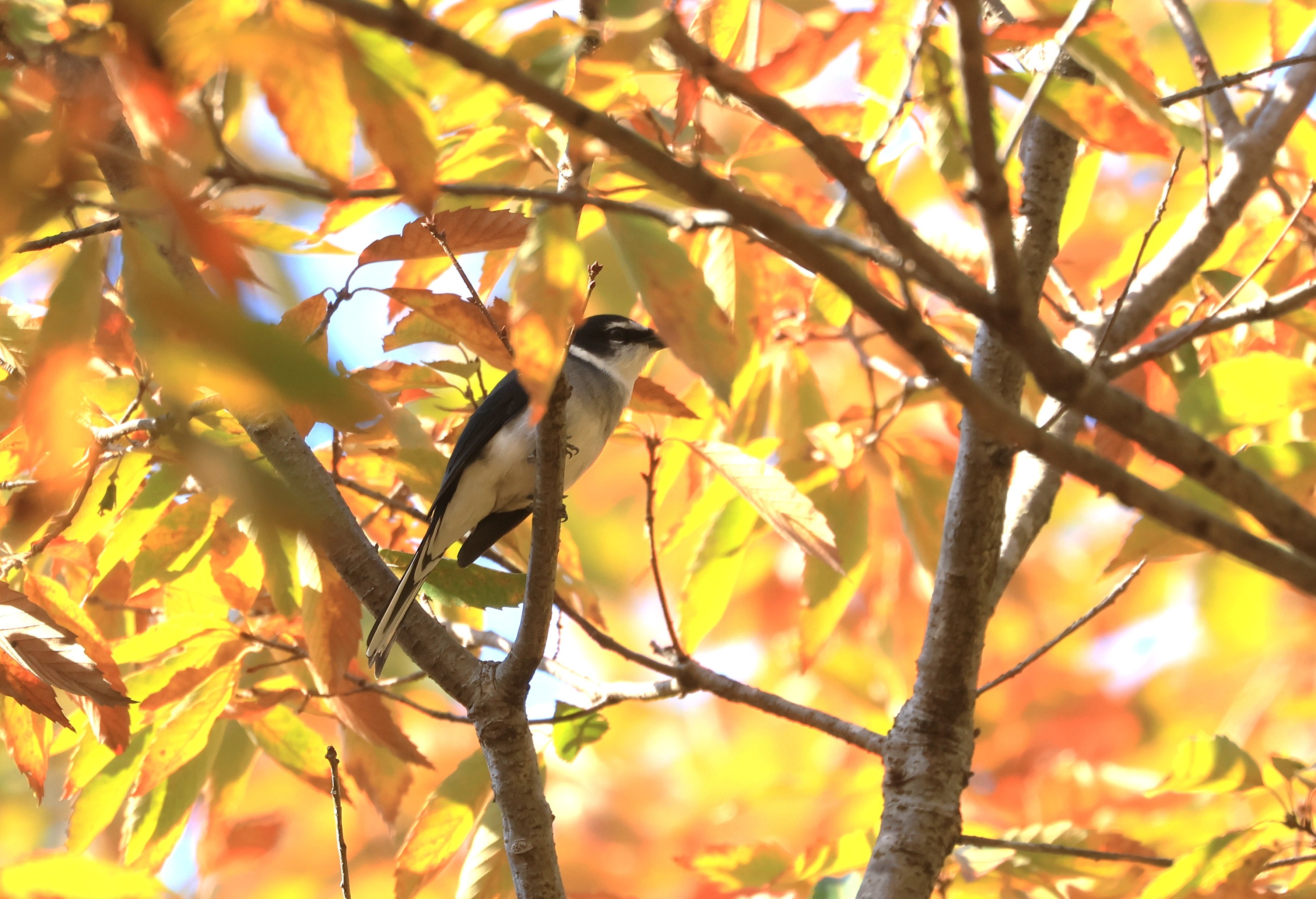 195A3984 - コピー.JPG