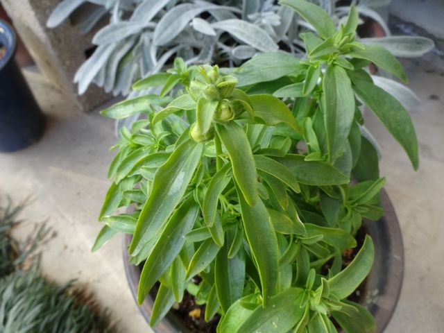 DSC01220.JPG