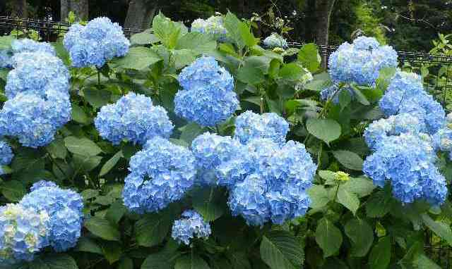 DSCF4195.JPG