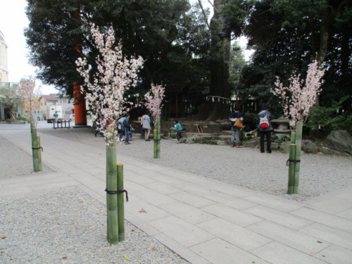 氷川神社の桜