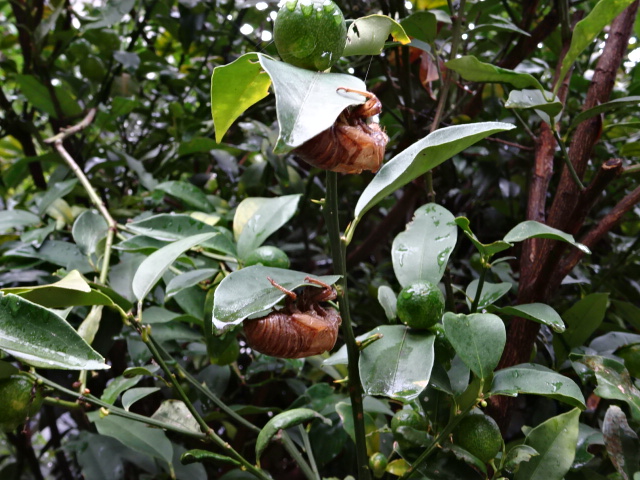 DSC07870.JPG