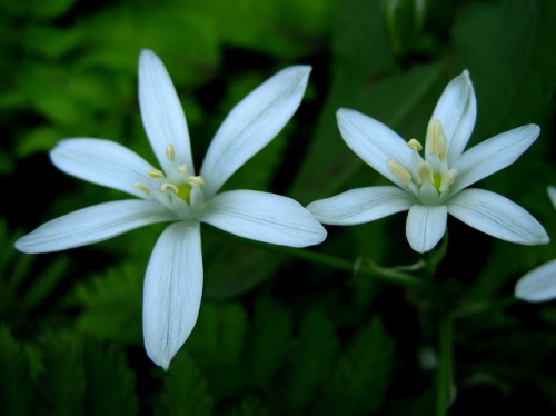 2ページ目の 園芸植物 しろうと自然科学者の自然観察日記 楽天ブログ