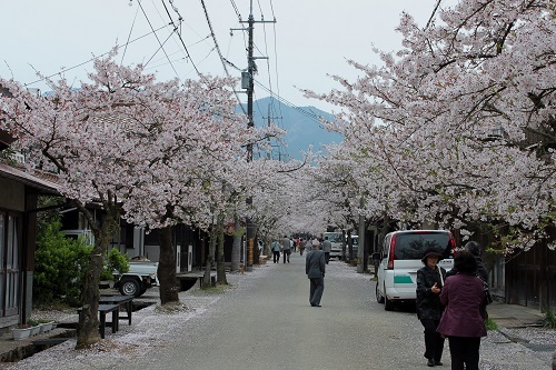 がいせん桜 (9).JPG