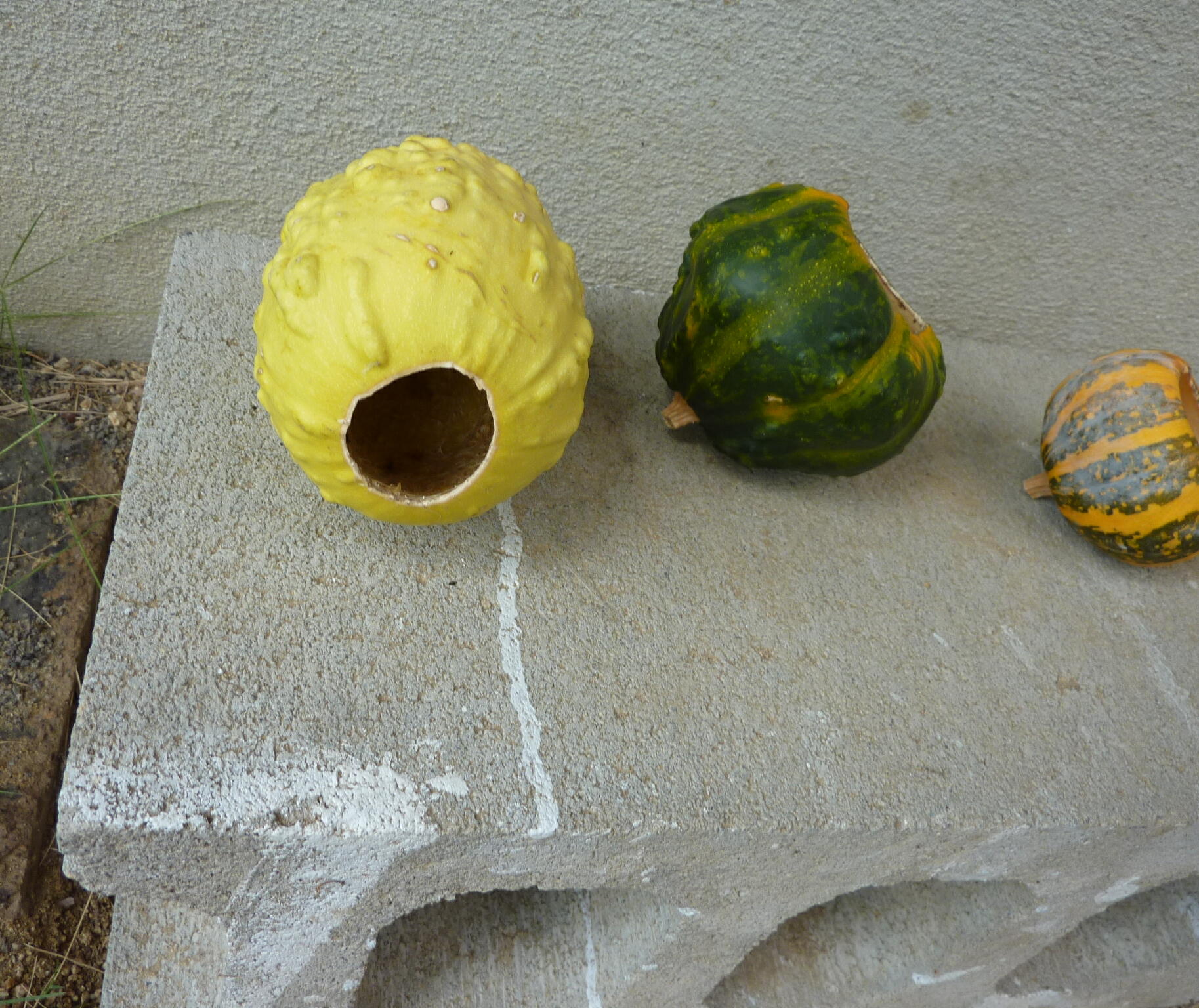 120902-kabotya-4.jpg