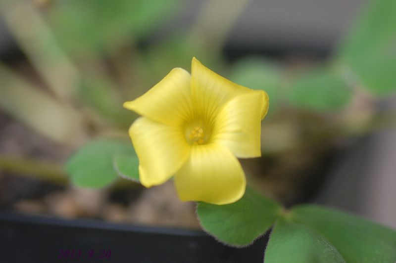 DSC_9175.JPG