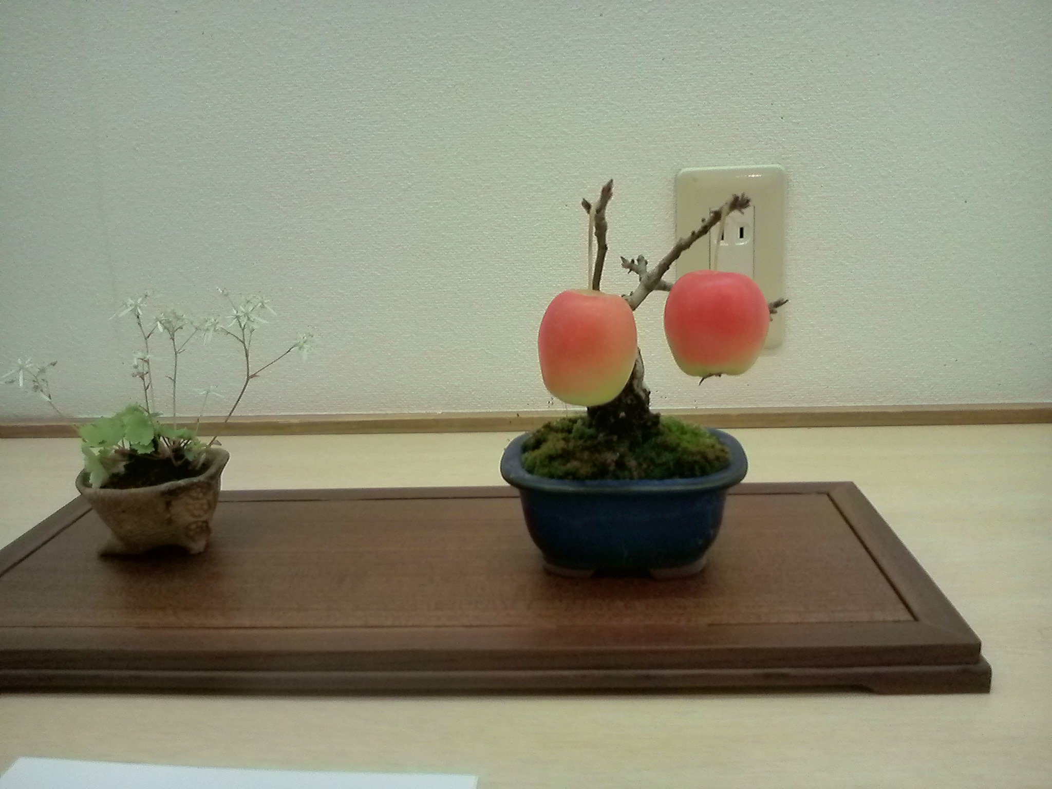 ミニ盆栽10-19 (1).JPG