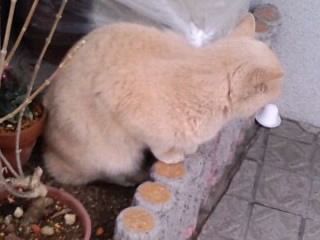 アイボリー猫の後ろ姿