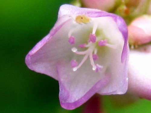 ママコノシリヌグイの花 夏 7月下旬 の高尾山での自然観察 その8 しろうと自然科学者の自然観察日記 楽天ブログ