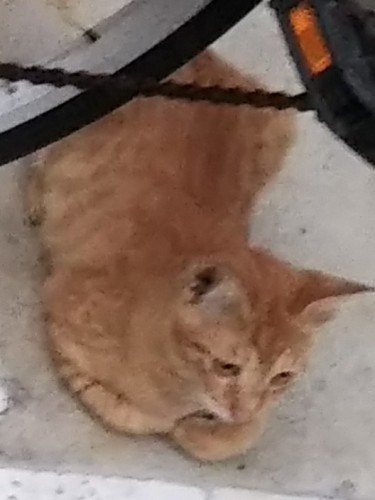 自転車とベージュ子猫2019