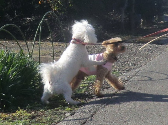 CIMG0784-1.jpg