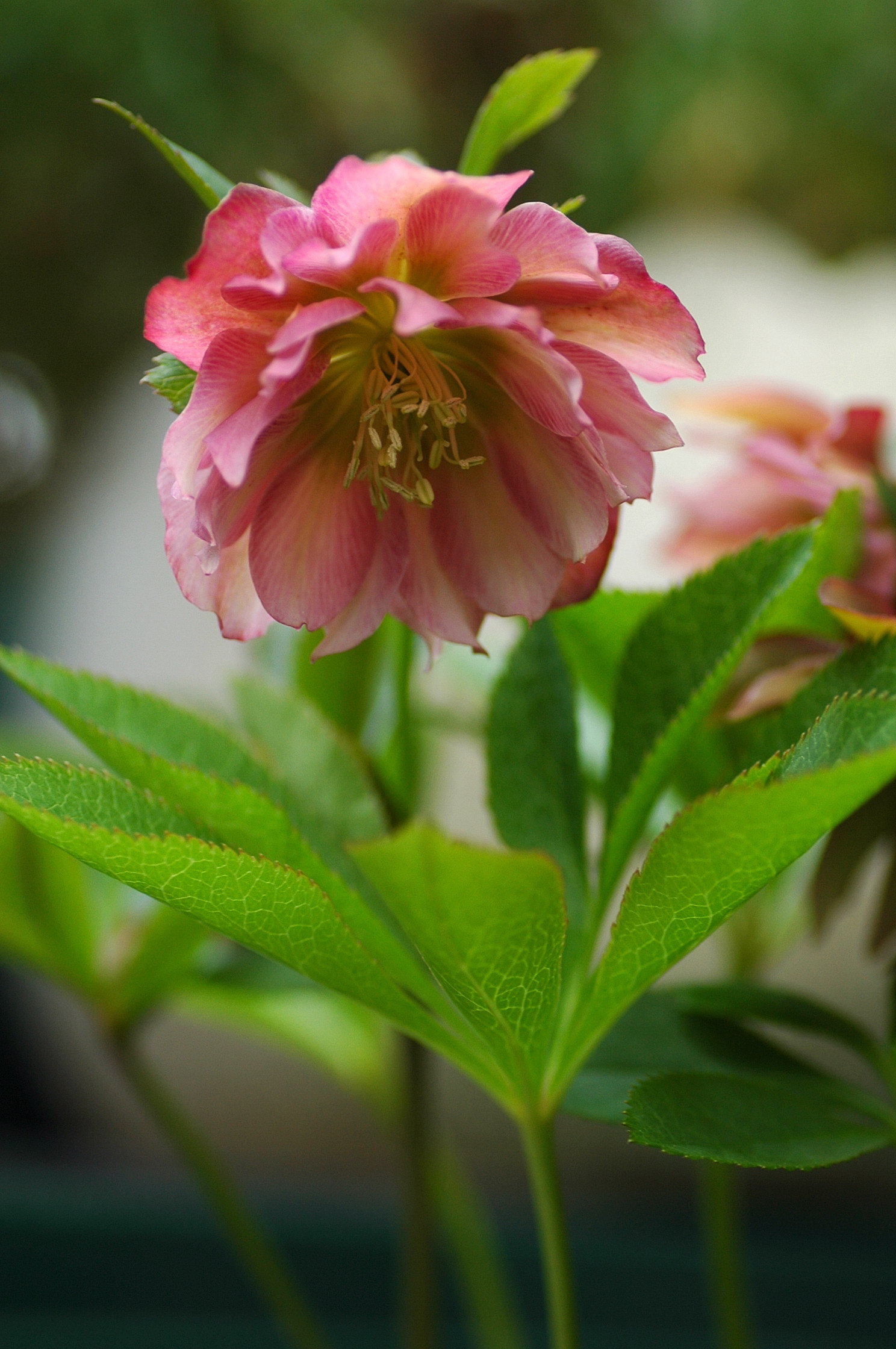 120419christmasrose1