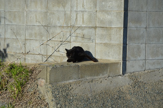 showPhoto (640×426)