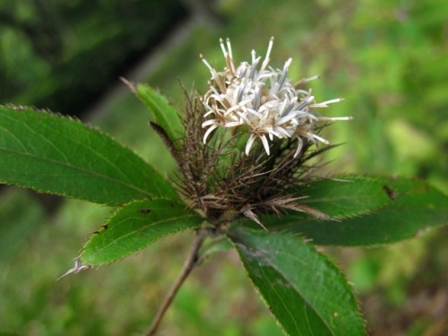 オケラの花 秋の昭和記念公園での自然観察 その3 しろうと自然科学者の自然観察日記 楽天ブログ