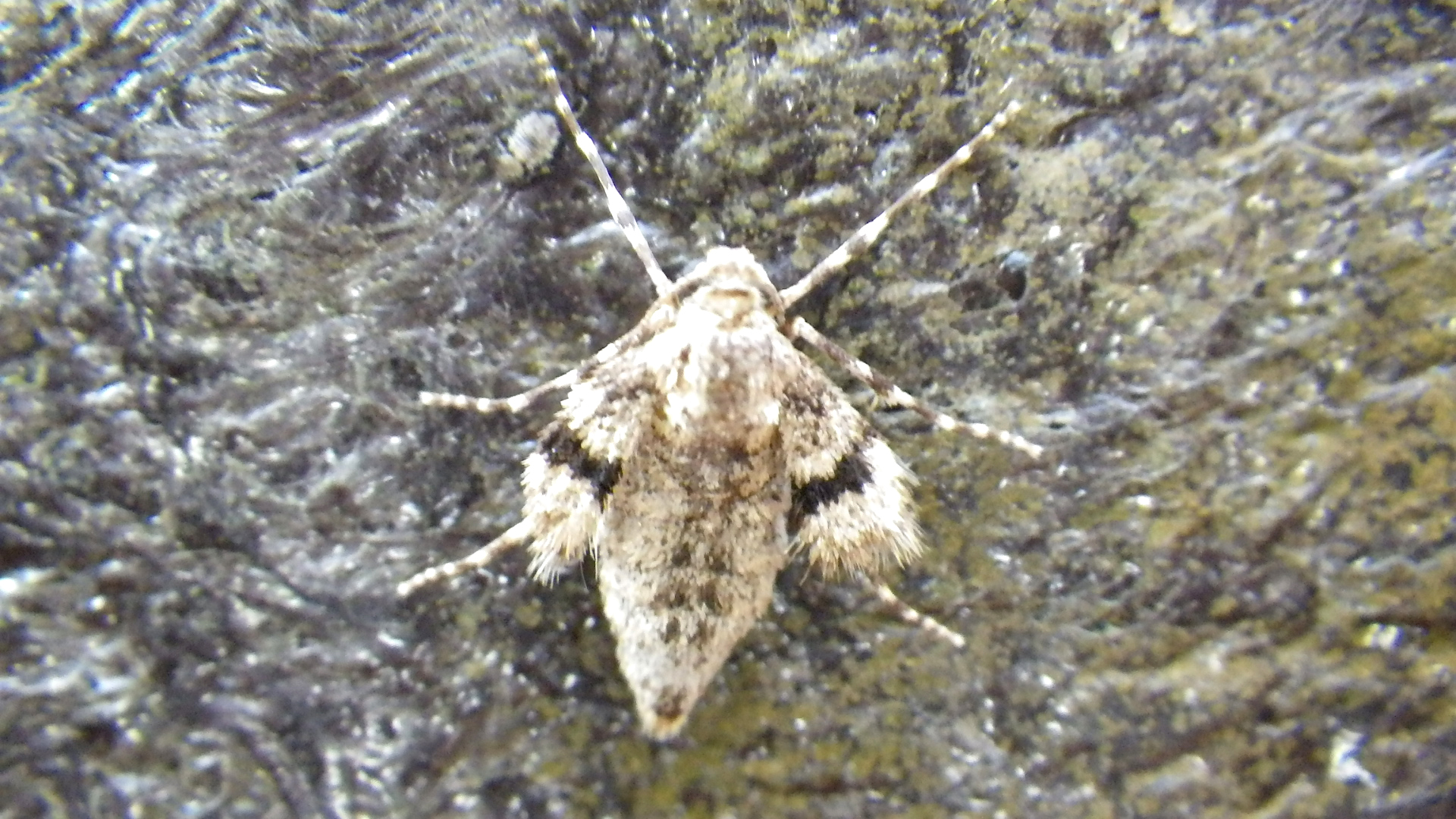 ナミスジフユナミシャク