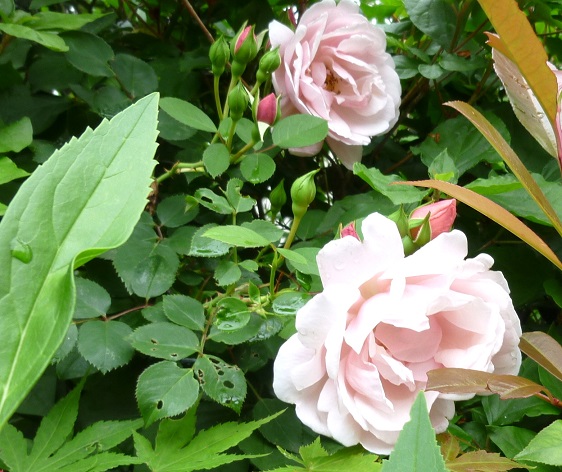 P1050049-001.JPG