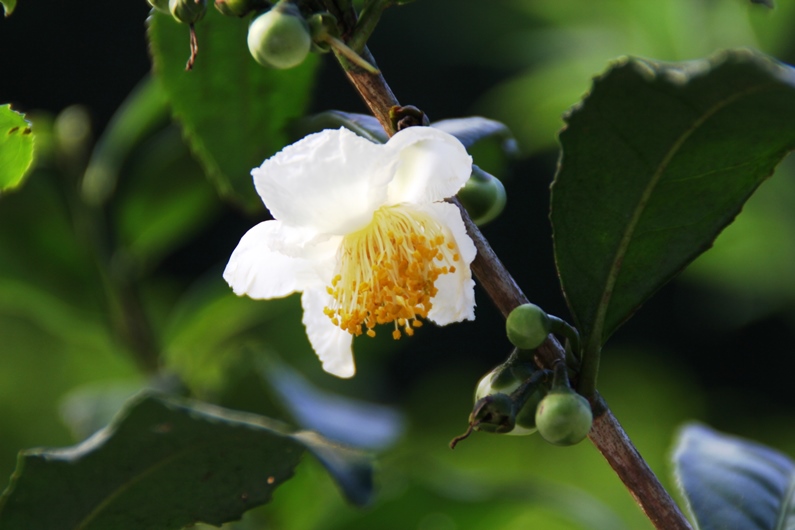 お茶の花.jpg