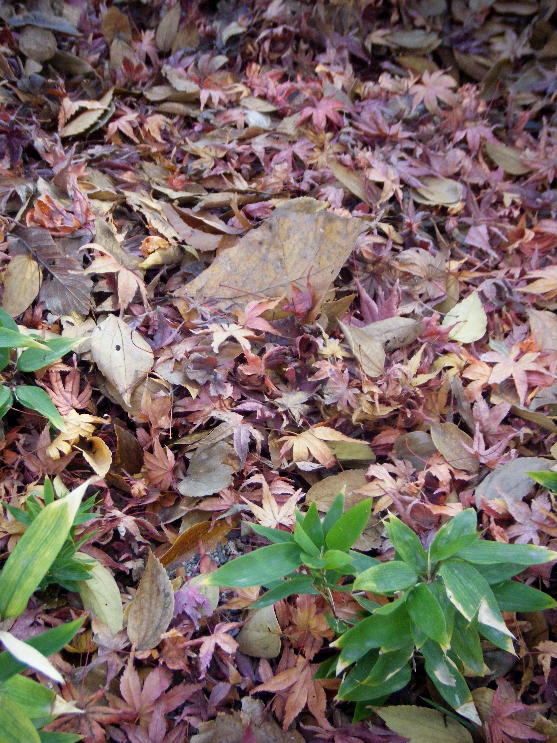 DSCF2283.JPG
