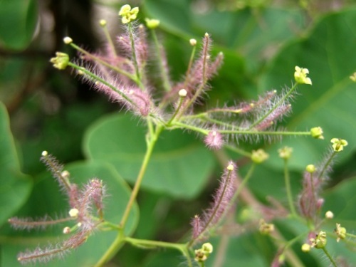 煙に巻く はかない青春 の花言葉がつけられたスモークツリー 煙の木 の花と果実 自然観察の振返り 19 ウルシ科の植物 第1回 しろうと自然科学者の自然観察日記 楽天ブログ