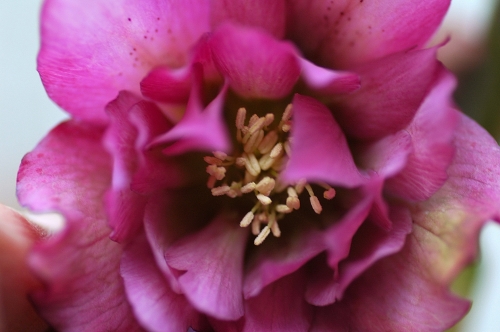 DSC_0886 - コピー.JPG