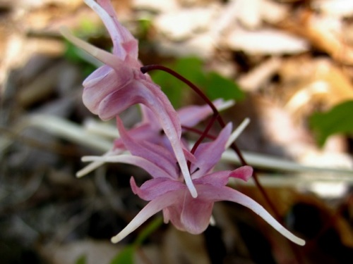 イカリソウの花 イカリソウの花言葉 旅立ち 人生の出発 は 船の碇を引き上げたような花の姿から船出をあらわすものだそうです 昭和記念公園での自然観察 その7 しろうと自然科学者の自然観察日記 楽天ブログ