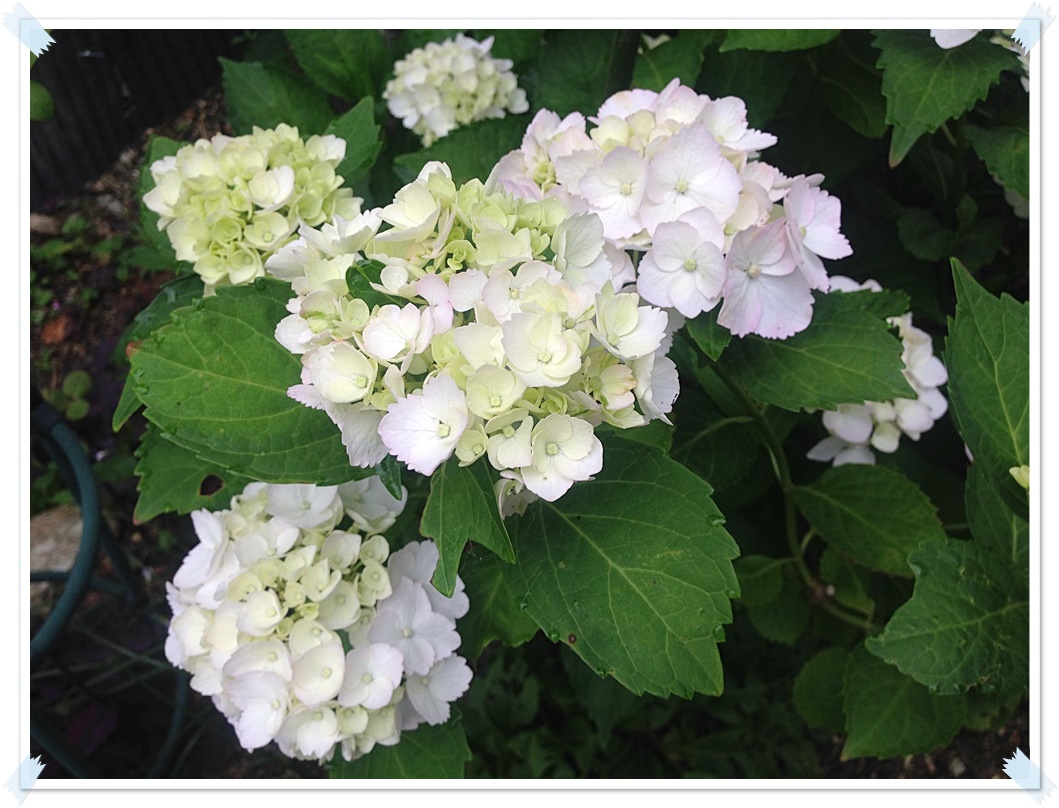 白紫陽花2015-06-11_07-47-31.JPG
