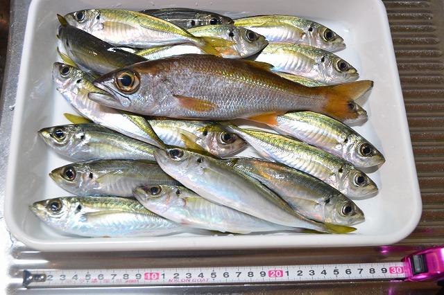 showPhoto (640×426)